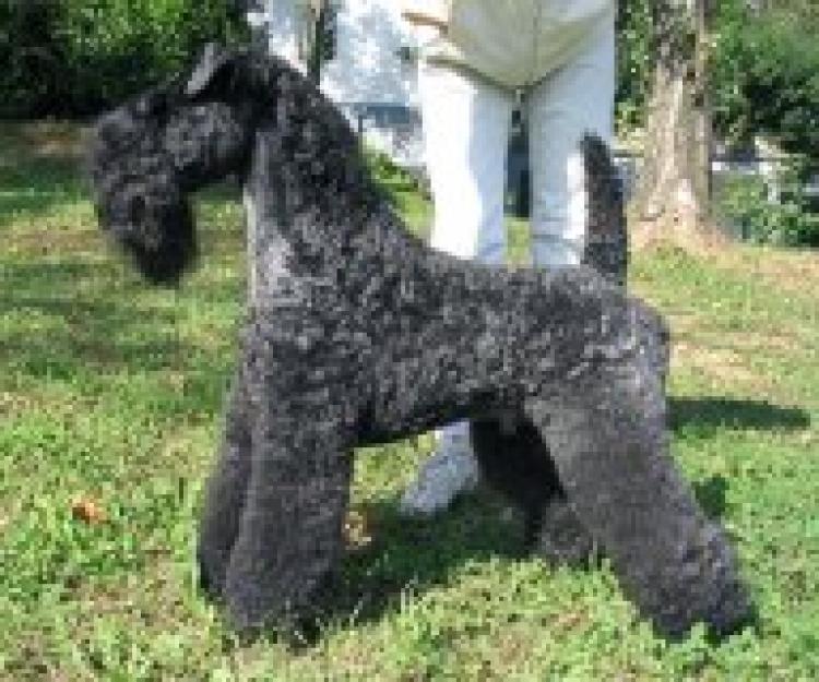 Kerry Blue Terrier.  Multi Ch. Torum´s Smokey Chisholm. Kerry Blue Terrier.  Multi Ch. Torum´s Smokey Chisholm.