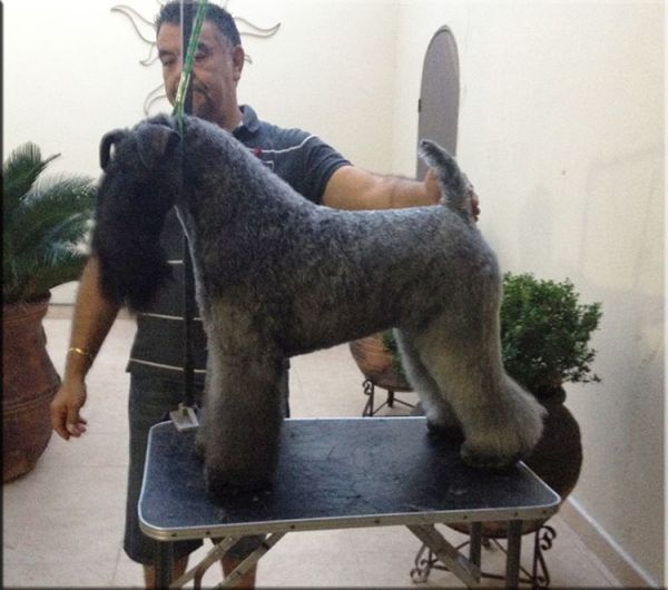 Kerry Blue Terrier. Yamakasi de La Cadiera at Bluemont