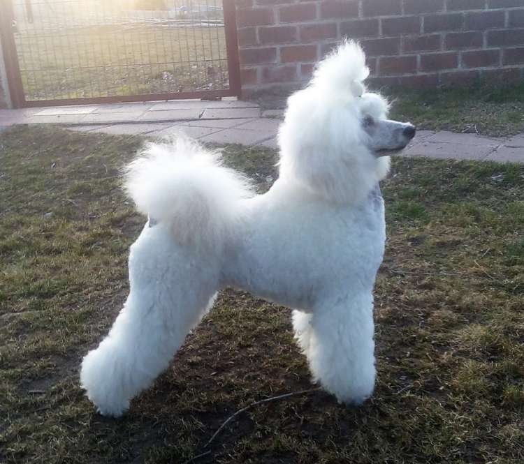 Ch. Moja Variatsija Uvertura.