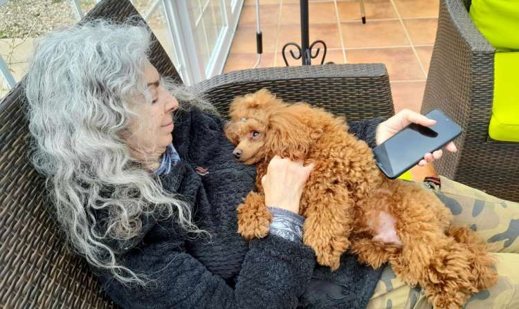 Caniche. Fleece Gold Chris.