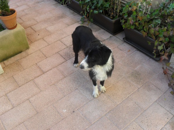 Nuestra recogida de Huellas. 