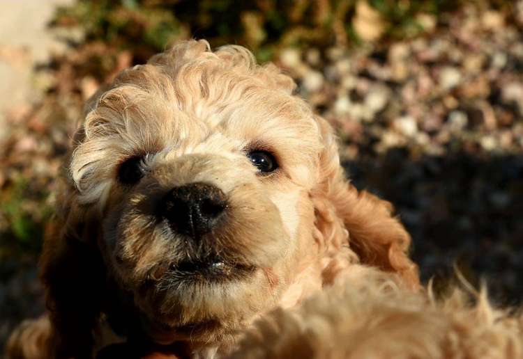 Caniche. Camada 3L. La Cadiera Leonidas con 2 meses.