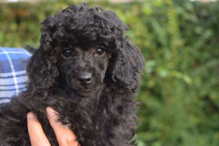 Caniche. La Cadiera Yeyé.