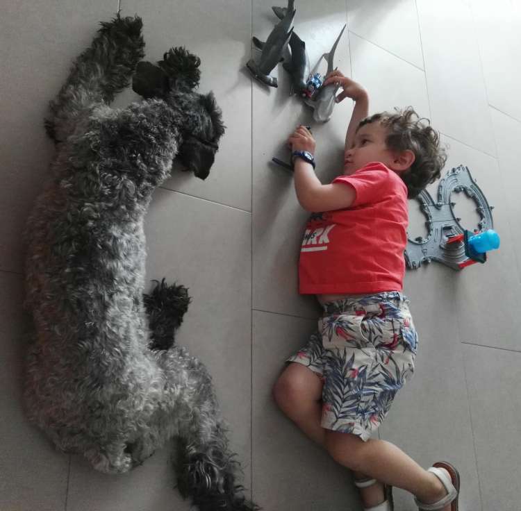 Kerry Blue Terrier. Mateo jugando con Toreta