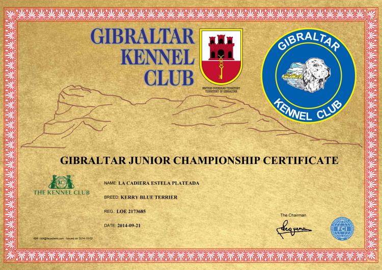 Kerry Blue Terrier. Gibraltar Ch. La Cadiera Estela Plateada.