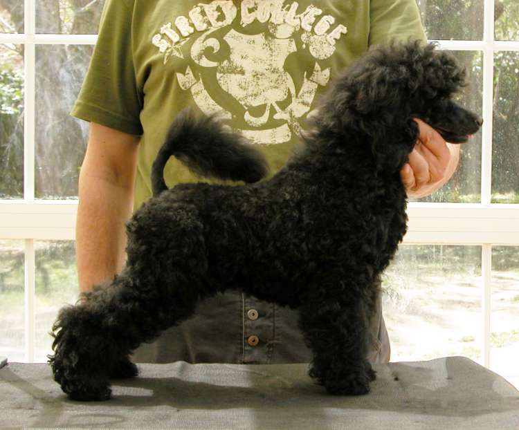 Caniche. Camada 3N. La Cadiera Noche Loca con 3 meses y medio.