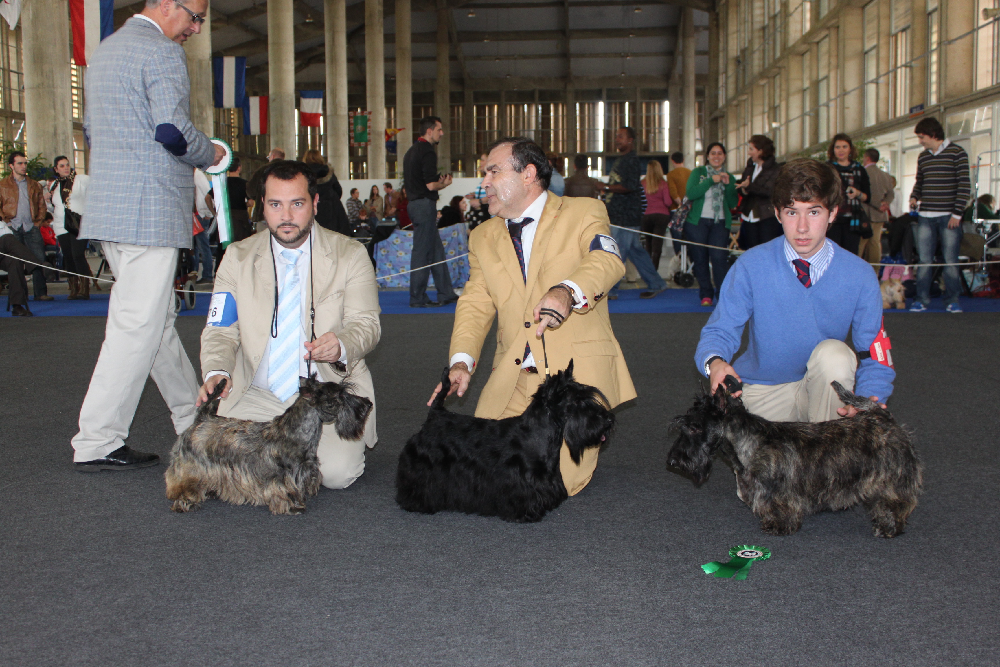 Scottish Terrier.  Ch. Lady Pandora De Treysas.