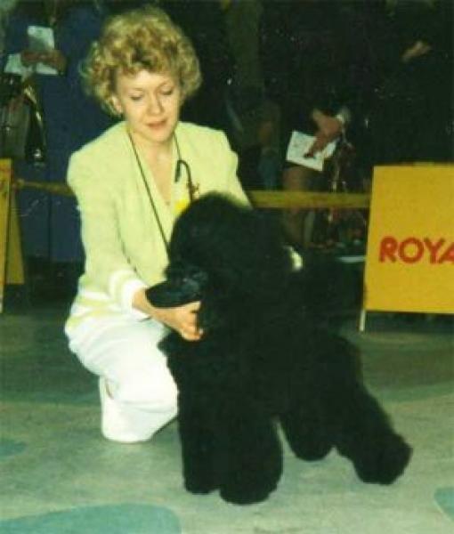 Caniche.  Ch. Toyway Chain King. Caniche.  Ch. Toyway Chain King.