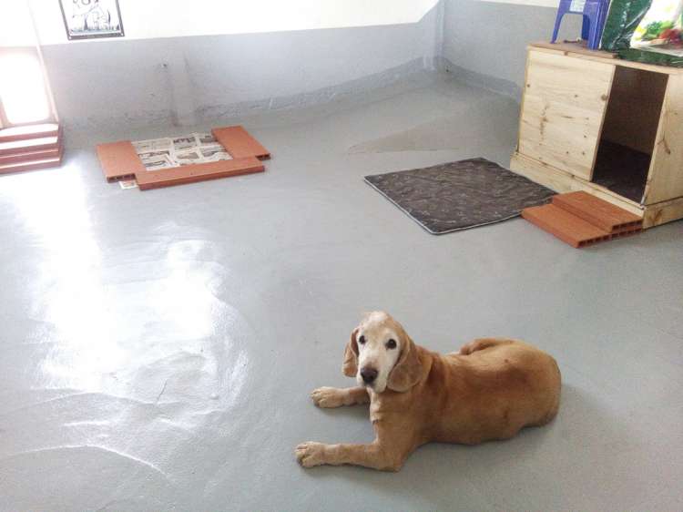 Goofy de 15 años. Goofy de 15 años.