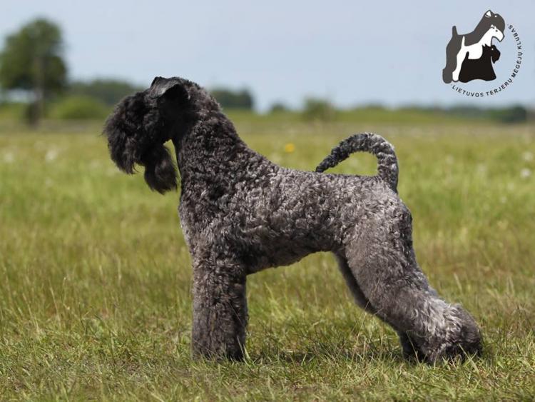 Kerry Blue Terrier.  Ch. La Cadiera Fenomeno Azul.