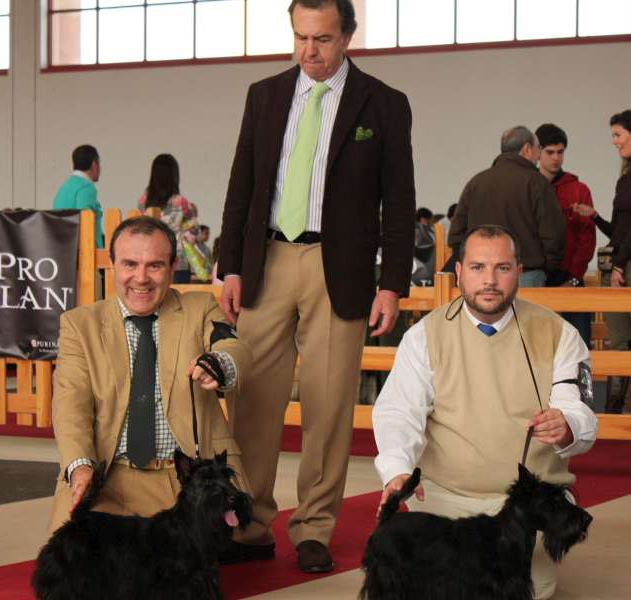 Scottish Terrier. Scottish Terrier.