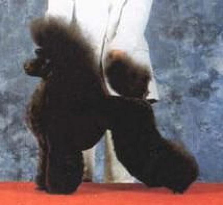 Caniche.  Ch. Nutlee Timari Haute Couture.