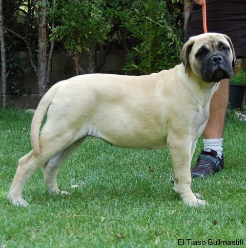 Bullmastiff. Bona Dea De El Tiaso. Bullmastiff. Bona Dea De El Tiaso.