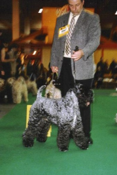 Kerry Blue Terrier. Ch. Louisburgh Glory.