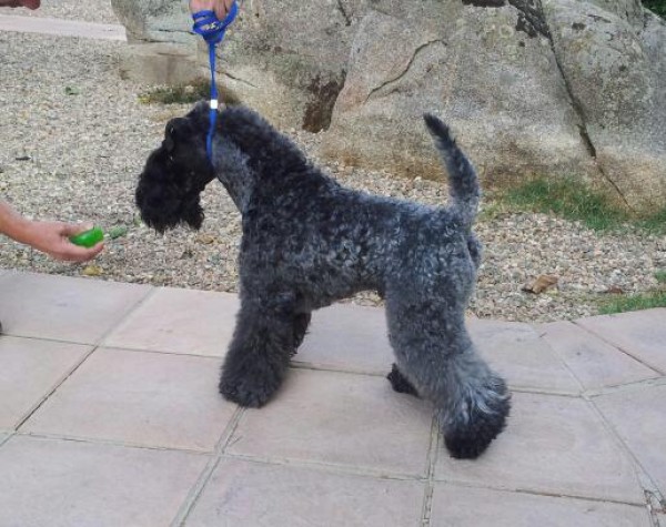 Kerry Blue Terrier. Corben Dallas de La Cadiera. Kerry Blue Terrier. Corben Dallas de La Cadiera.