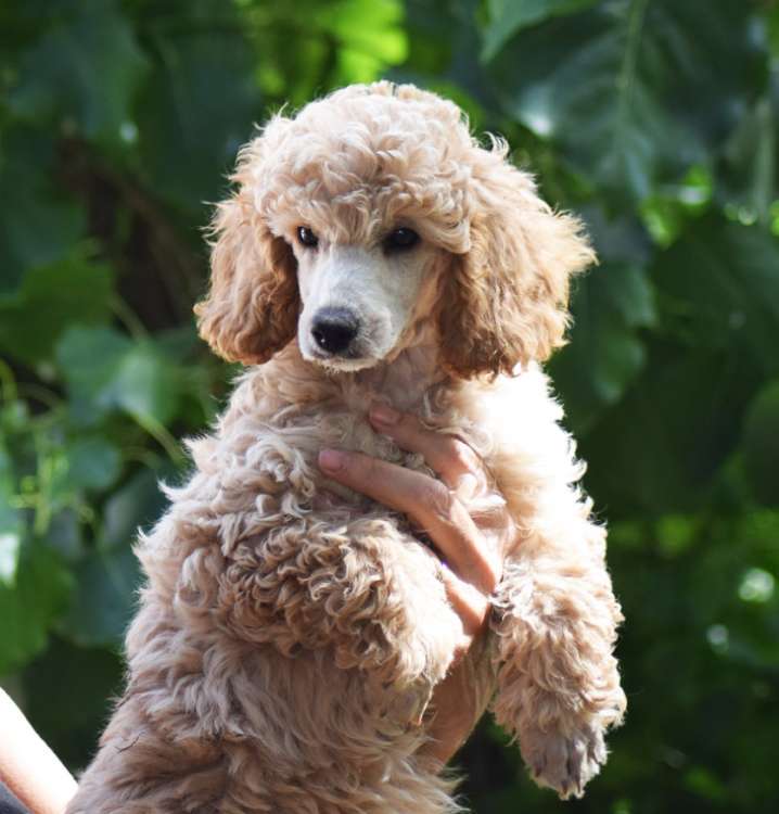 Caniche. Camada 3O. La Cadiera Oh Sole Mio. 2 meses.