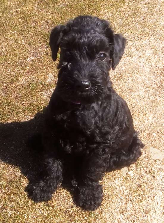 Kerry Blue Terrier. La Cadiera Karen. 2 meses.