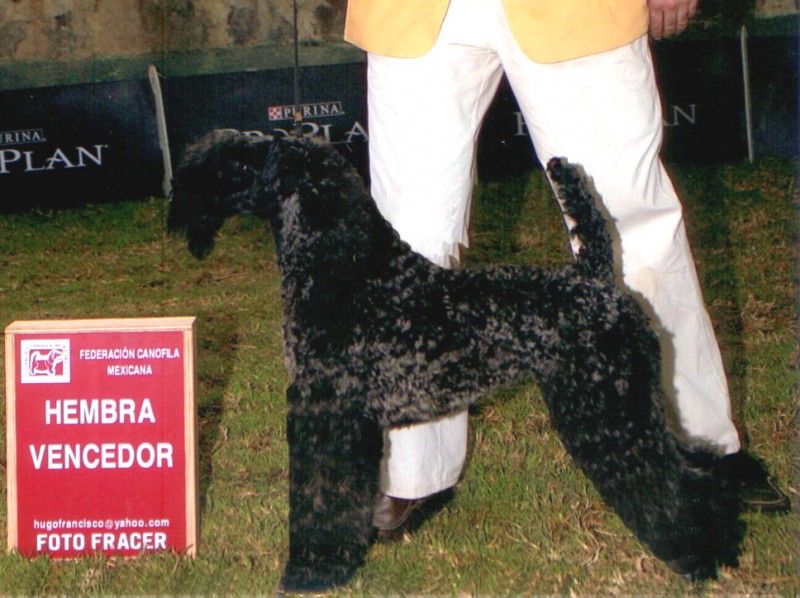 Kerry Blue Terrier.  Ch. Nina de La Cadiera at Barba Azul.