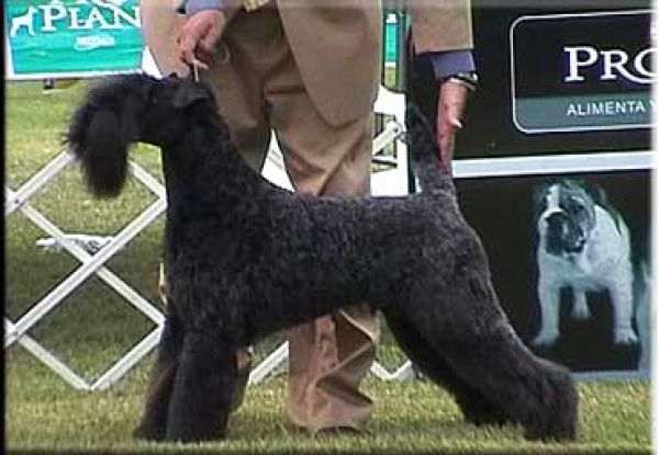 Kerry Blue Terrier. Ch. Unicornio Azul de La Cadiera,  El.  Kerry Blue Terrier. Ch. Unicornio Azul de La Cadiera,  El.
