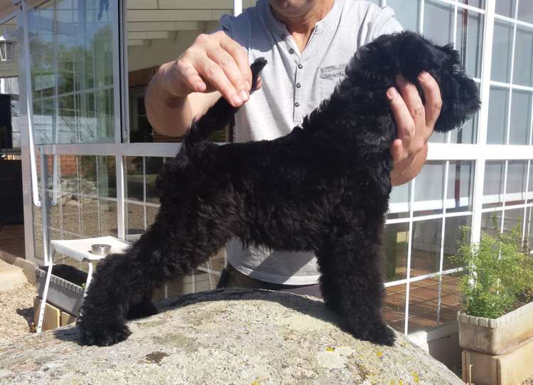 Kerry Blue Terrier. Camada 3H. La Cadiera Haydn.