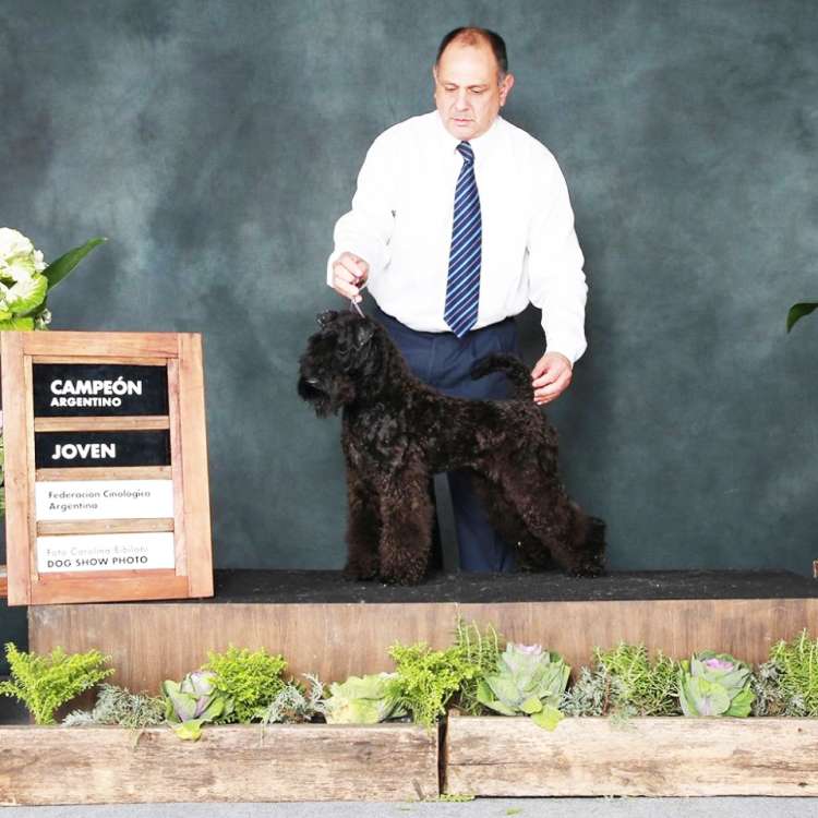 Kerry Blue Terrier. Jr. Ch. La Cadiera Mamma Mia.