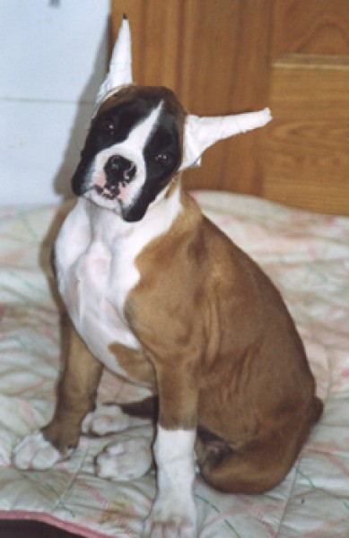 Boxer. Queen con 3 meses y orejitas recien cortadas.