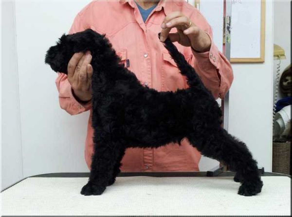 Kerry Blue Terrier. Ambrosio de La Cadiera.  Kerry Blue Terrier. Ambrosio de La Cadiera.