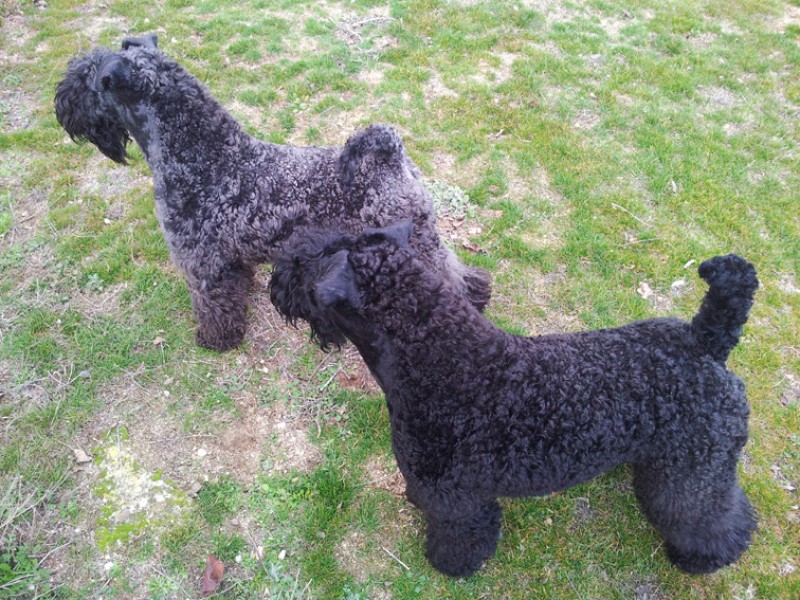 Kerry Blue Terrier. Geisha y Purito atentos a las ovejas