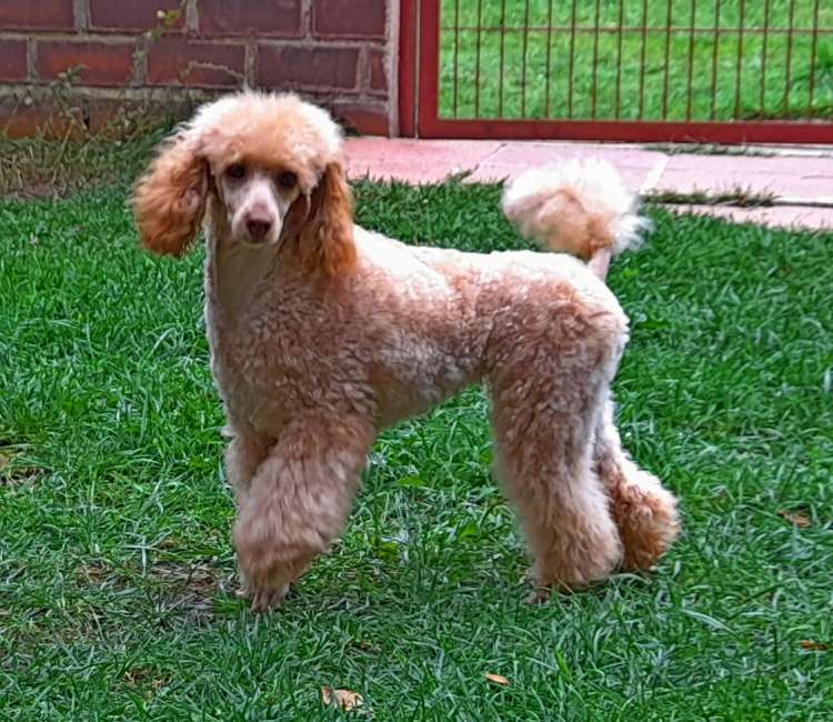 Caniche. La Cadiera Baronesa Von Blixen.