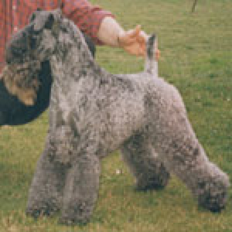 Kerry Blue Terrier. Aran Enniskerry.