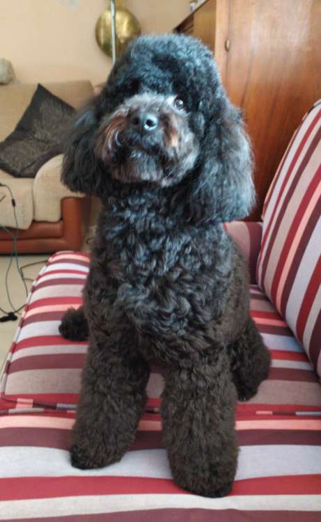 Caniche. Camada 3O. La Cadiera Ovidio.