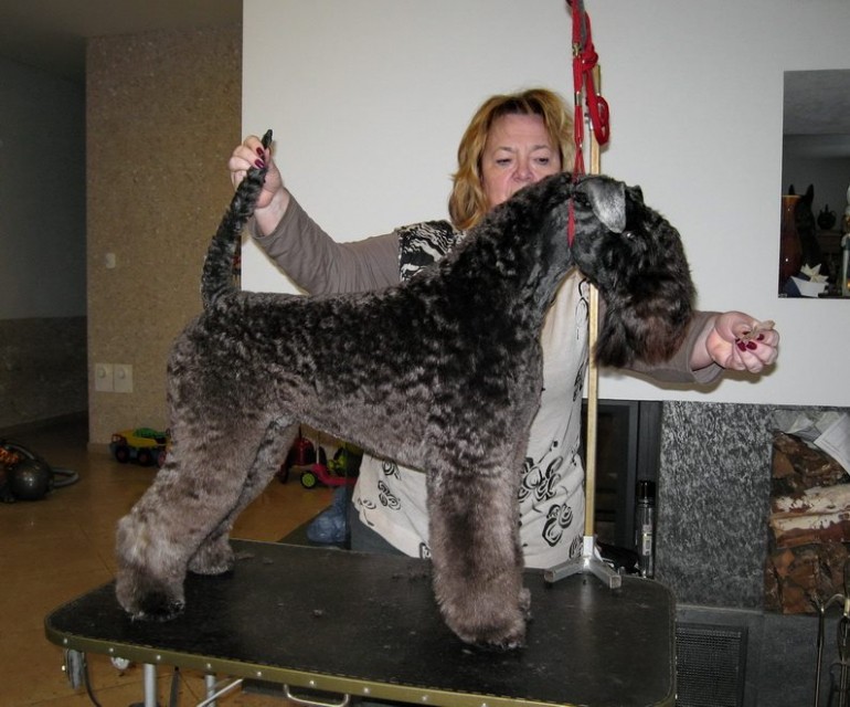 Kerry Blue Terrier. La Cadiera Fenomeno Azul. Exc. 1 - CCJ - BOB Clase Jovenes. Exc. 1 - CCJ - BOB Clase Jovenes. 