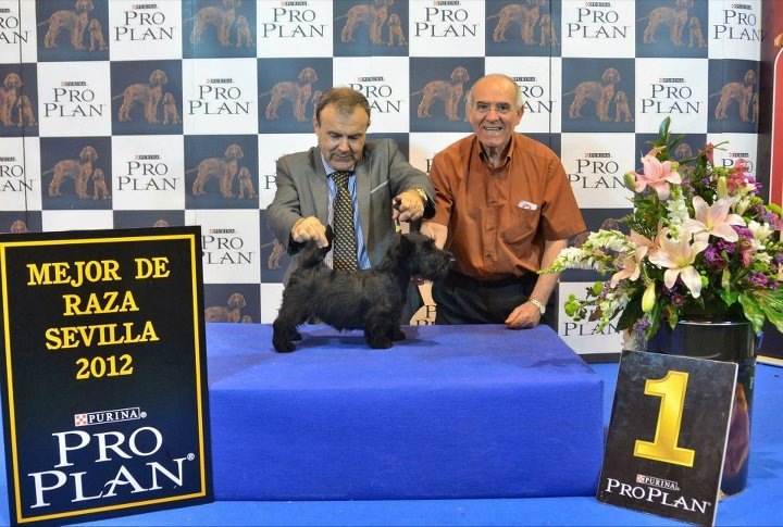 Exposición Internacional de Sevilla. Scottish Terrier.