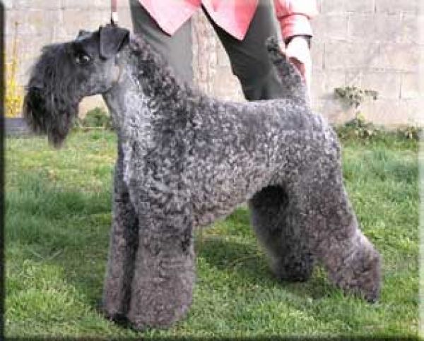 Kerry Blue Terrier. La Condesa Lamanquesa de La Cadiera. 