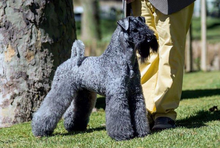 Kerry Blue Terrier.  Ch. Angus de Liott en Torres Vedras.