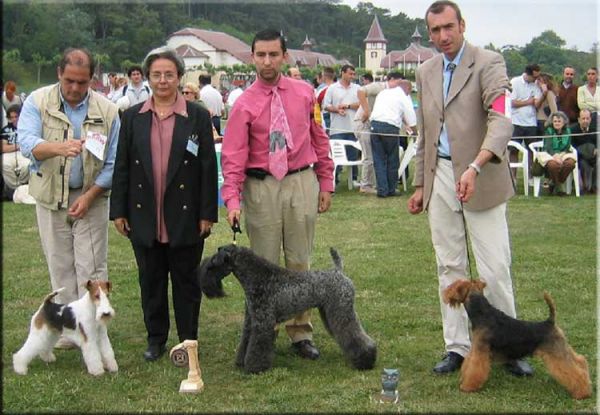 Kerry Blue Terrier. Ch. Head Hunter Byzantine Blue at La Cadiera. 