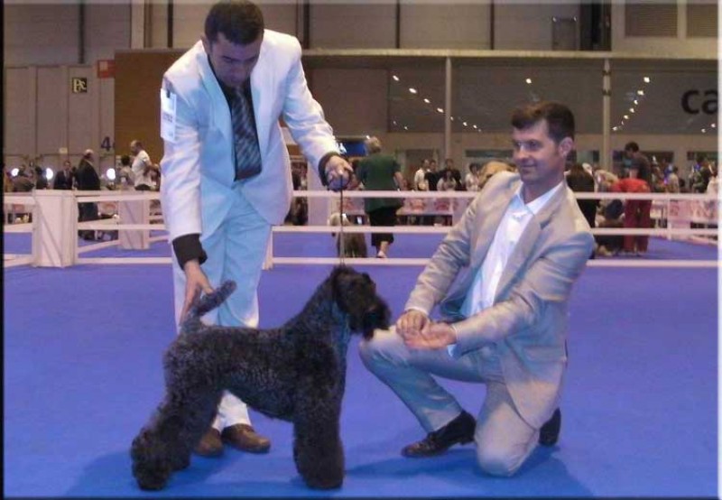 Kerry Blue Terrier. Ch. Lolita de La Cadiera at Bluemont. Kerry Blue Terrier. Ch. Lolita de La Cadiera at Bluemont.