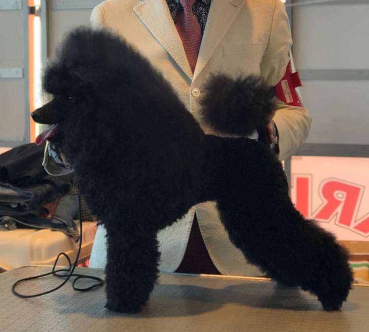 Camada 3N. Ch. Zabavny Kolokolchik Gorletti. Exc. 1ª C.A.C. B.O.B..