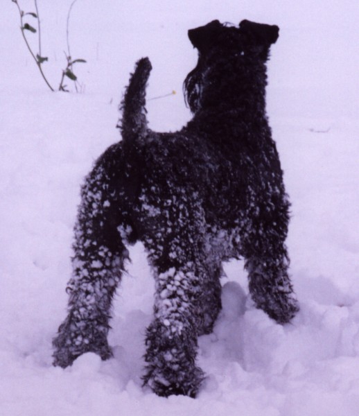 Oskar en la nieve