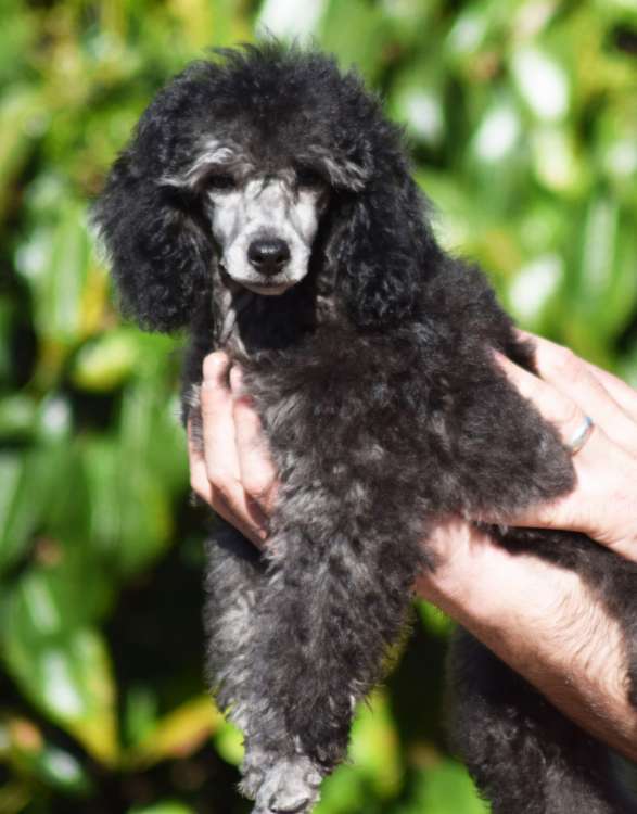 Caniche. La Cadiera Quimera. Caniche. La Cadiera Quimera.