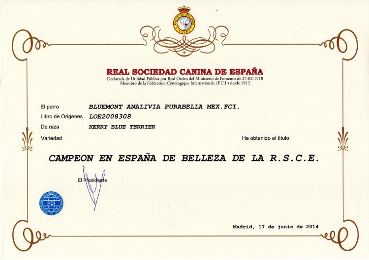 Kerry Blue Terrier. Spain Ch. Bluemont Analivia Purabella at La Cadiera.
