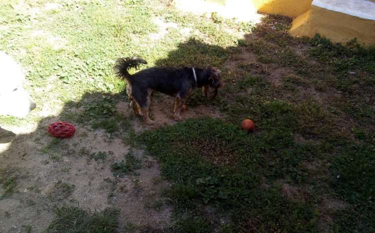 Toby jugando en Hotel Canino La Cadiera