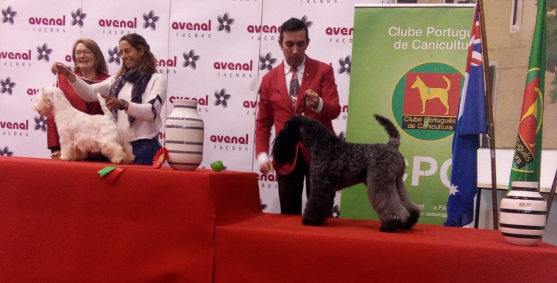 Kerry Blue Terrier. Corben Dallas de La Cadiera. R.B.O.G.. Kerry Blue Terrier. Corben Dallas de La Cadiera. R.B.O.G..