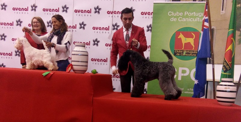 Kerry Blue Terrier. Corben Dallas de La Cadiera. R.B.O.G..