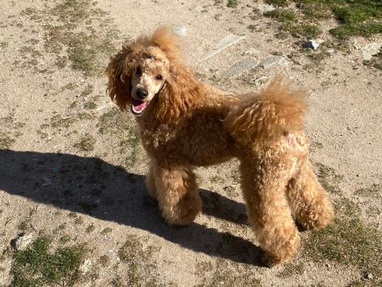 Caniche. La Cadiera Quantum.