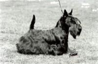 Scottish Terrier. Brueik Flashman.