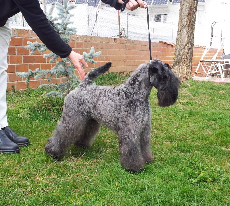 Kerry Blue Terrier.  Ch. La Cadiera Felicity. Kerry Blue Terrier.  Ch. La Cadiera Felicity.