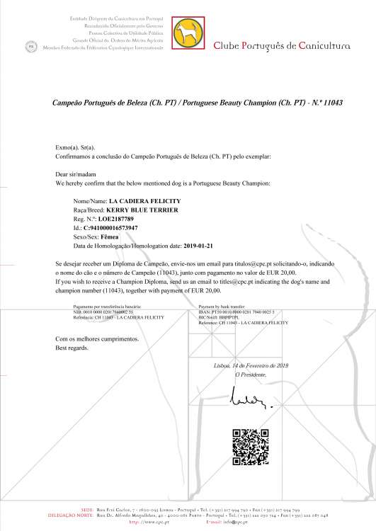 Kerry Blue Terrier. Multi Ch. La Cadiera Felicity.