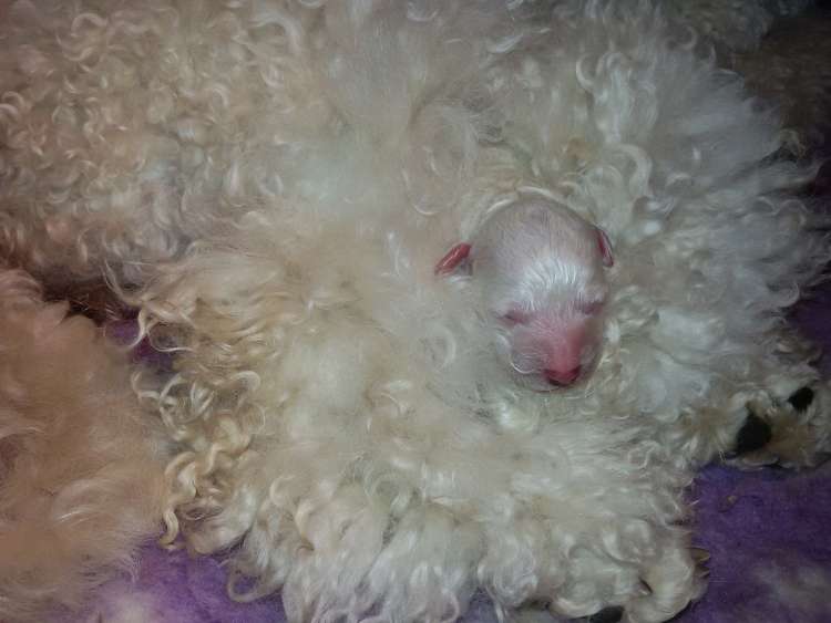 Camada 3J Caniche Enano. La Cadiera Jon Nieve.