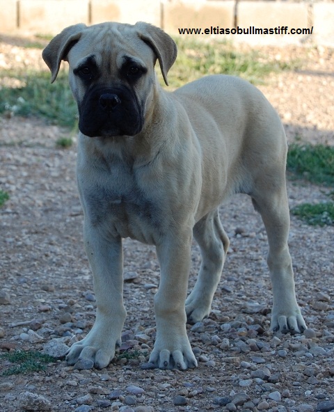 Bullmastiff. Artemisa De El Tiaso.